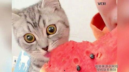 小花猫吃瓜,一场味蕾的冒险之旅  第2张